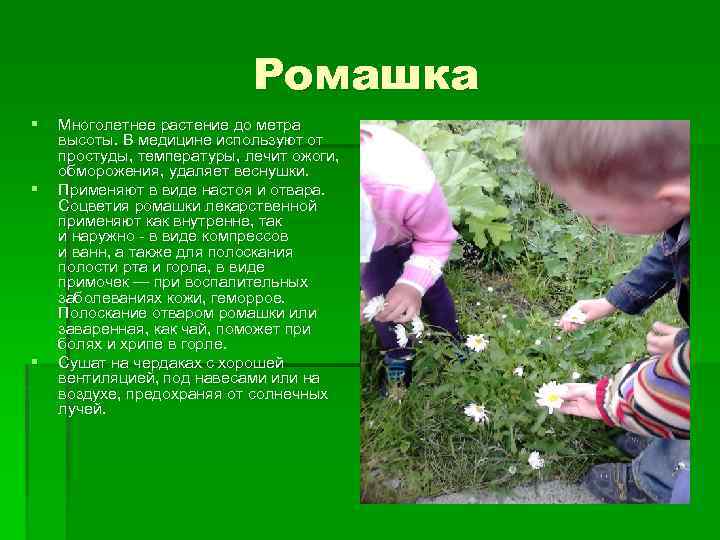 Ромашка § § § Многолетнее растение до метра высоты. В медицине используют от простуды,