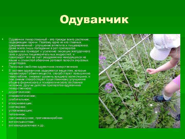 Одуванчик § § § § Одуванчик лекарственный - это прежде всего растение, содержащее горечи.