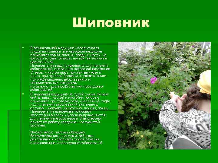 Шиповник § § В официальной медицине используются плоды шиповника, а в народной медицине применяют