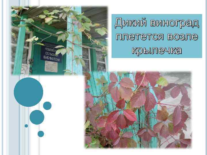 Дикий виноград плетется возле крылечка 