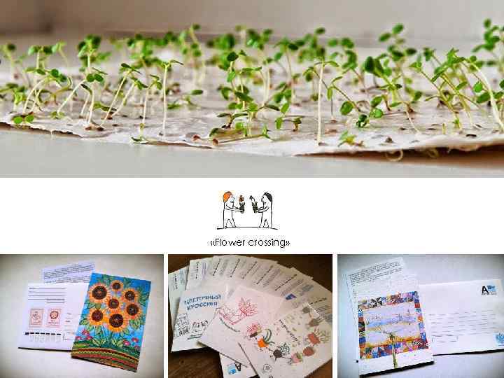  «Flower crossing» 