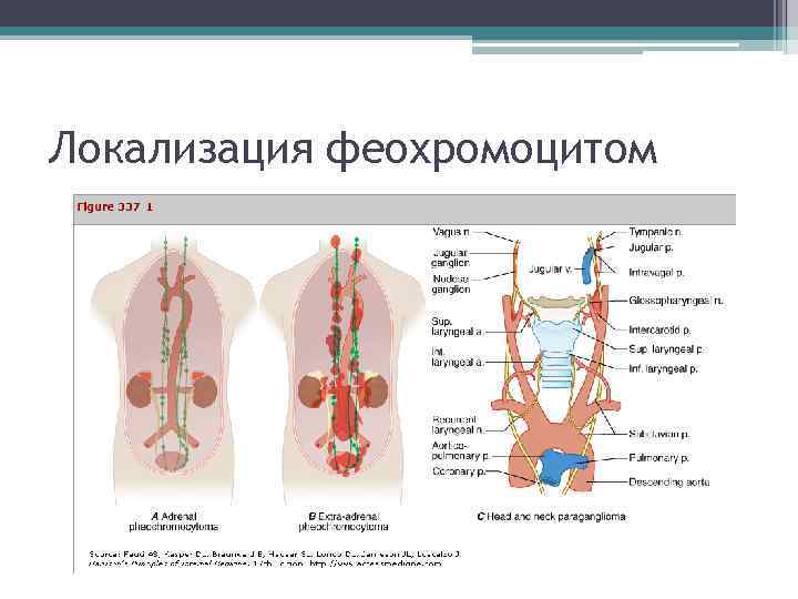 Локализация феохромоцитом 