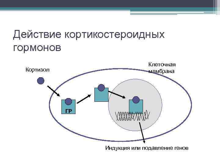 Действие кортикостероидных гормонов Клеточная мембрана Кортизол ГР Индукция или подавление генов 
