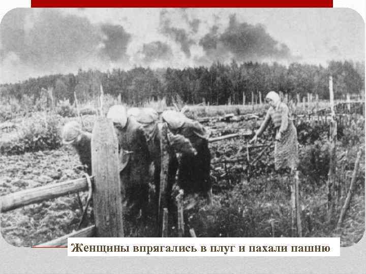 Женщины впрягались в плуг и пахали пашню 