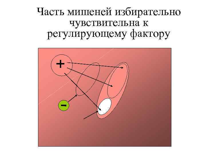Часть мишеней избирательно чувствительна к регулирующему фактору 