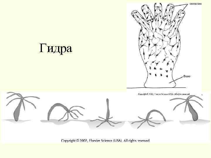 Гидра 