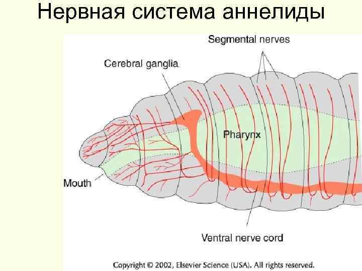 Нервная система аннелиды 