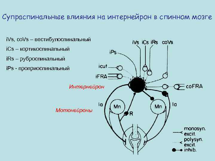 Схема спинальных механизмов регуляции мышечного тонуса с каналами обратной связи