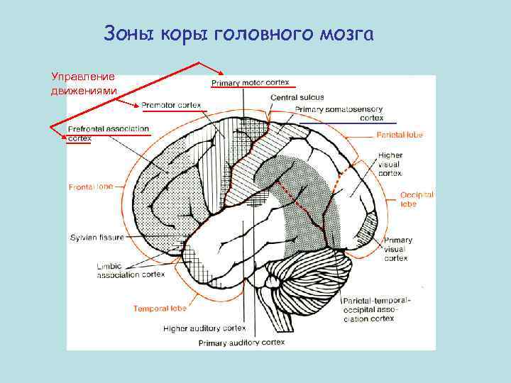 Зоны коры головного мозга Управление движениями 