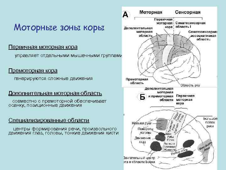 Моторные зоны коры Первичная моторная кора управляет отдельными мышечными группами Премоторная кора генерируются сложные