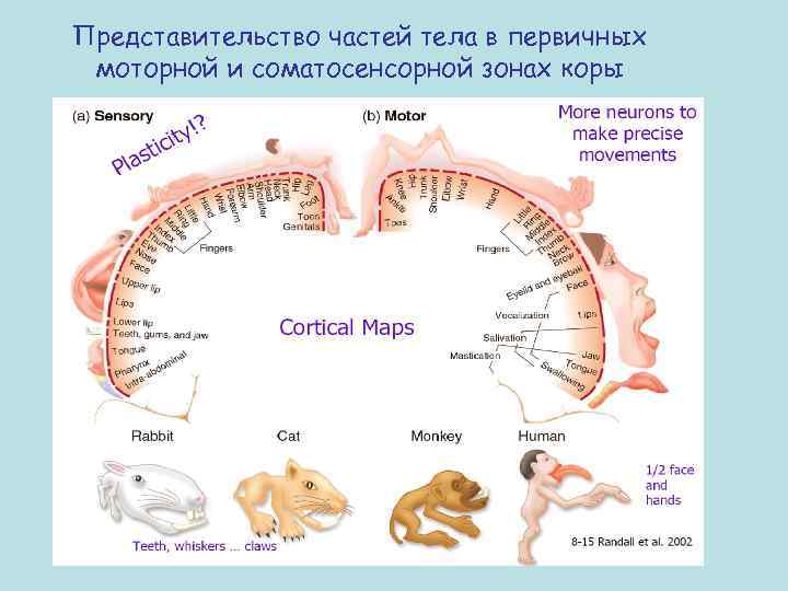 Представительство частей тела в первичных моторной и соматосенсорной зонах коры 