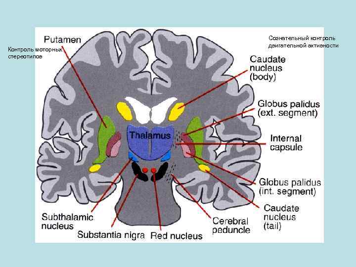 Контроль моторных стереотипов Сознательный контроль двигательной активности 