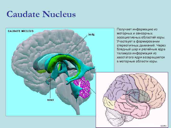 Caudate Nucleus Получает информацию из моторных и сенсорных ассоциативных областей коры. Участвует в формировании