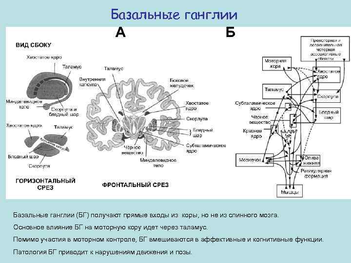 Базальные ганглии (БГ) получают прямые входы из коры, но не из спинного мозга. Основное