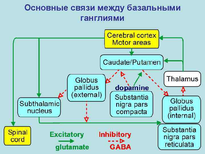 Основные связи между базальными ганглиями 