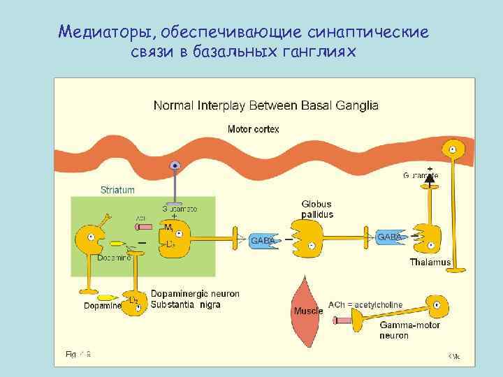 Медиаторы, обеспечивающие синаптические связи в базальных ганглиях 