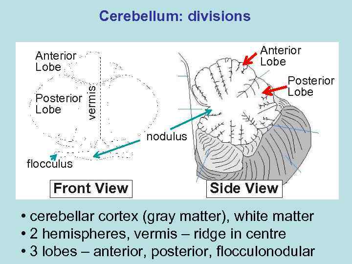 Cerebellum: divisions Anterior Lobe vermis Posterior Lobe nodulus flocculus Front View Side View •