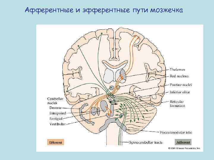 Афферентные и эфферентные пути мозжечка 