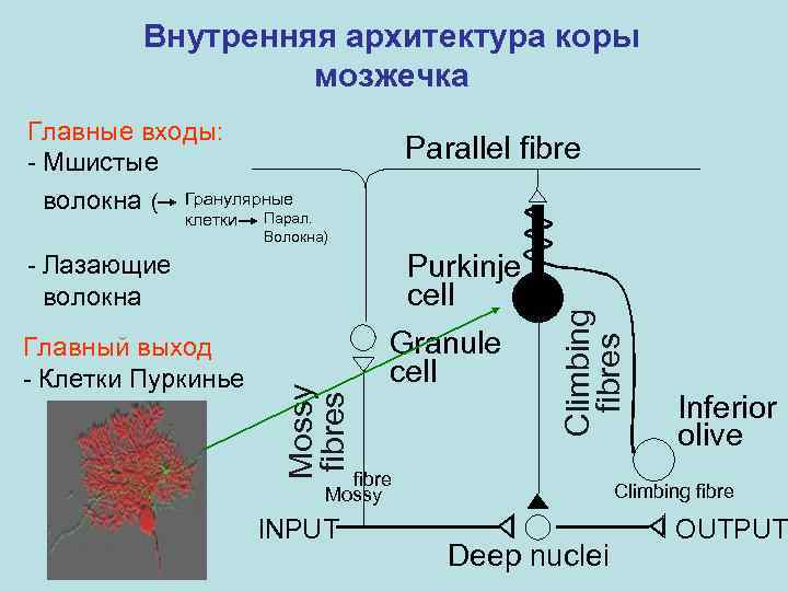 Внутренняя архитектура коры мозжечка Главные входы: - Мшистые волокна ( Гранулярные Парал. Волокна) Purkinje