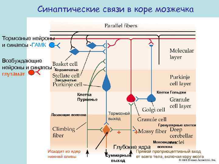 Синаптические связи в коре мозжечка Тормозные нейроны и синапсы -ГАМК Возбуждающие нейроны и синапсы