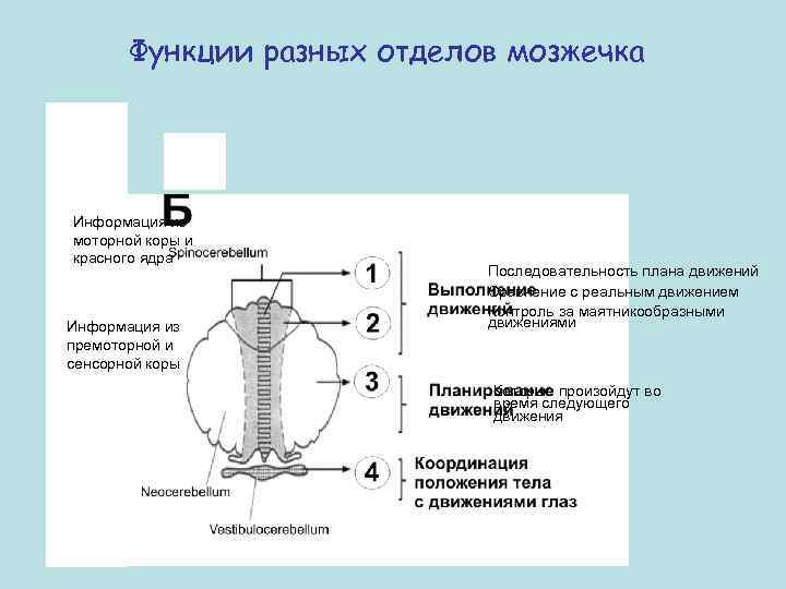 Функции разных отделов мозжечка Информация из моторной коры и красного ядра Информация из премоторной