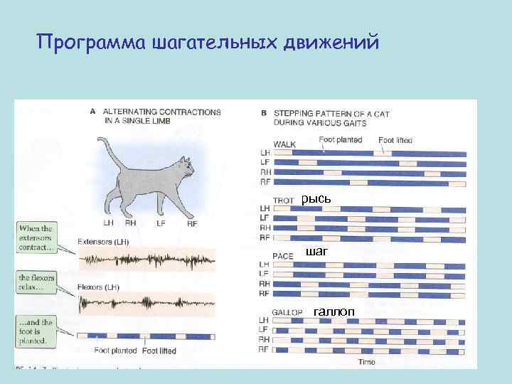 Программа шагательных движений рысь шаг галлоп 