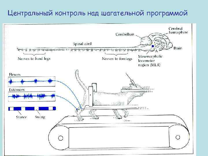 Центральный контроль над шагательной программой 