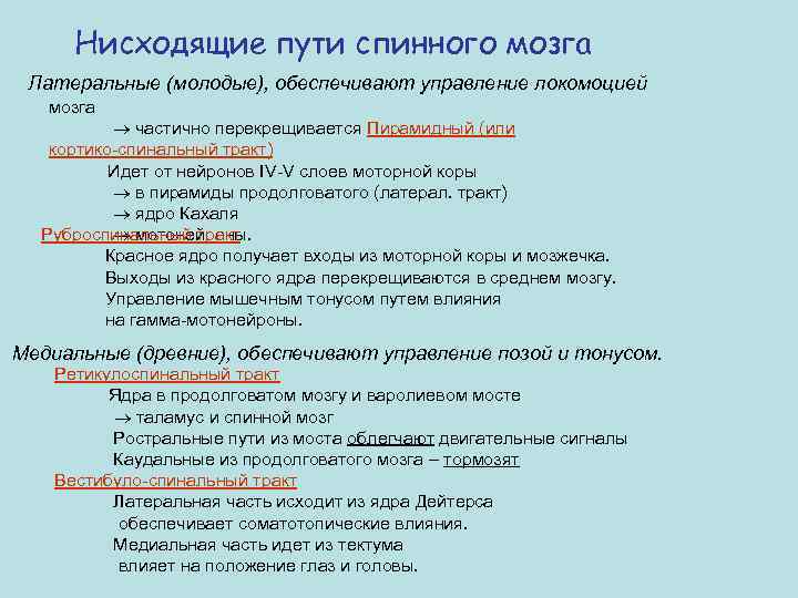 Нисходящие пути спинного мозга Латеральные (молодые), обеспечивают управление локомоцией мозга частично перекрещивается Пирамидный (или