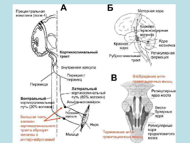 Возбуждение антигравитационных мышц Большая часть волокон кортикоспинального тракта образует синапсы с интернейронами! Торможение антигравитационных