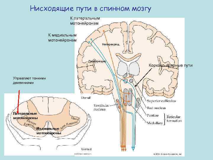 Нисходящие пути в спинном мозгу К латеральным мотонейронам К медиальным мотонейронам Неперекрещ. Перекрещив. Корково-ядерные