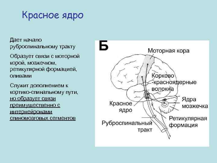 Красное ядро Дает начало руброспинальному тракту Образует связи с моторной корой, мозжечком, ретикулярной формацией,