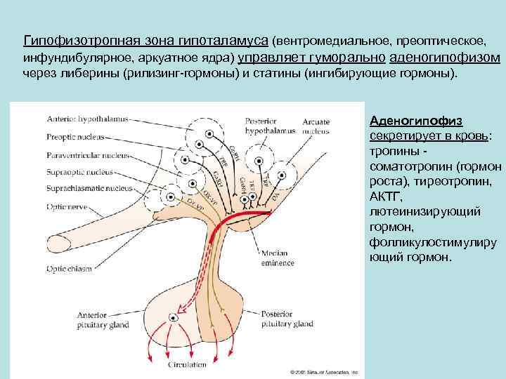 Гипофизотропная зона гипоталамуса (вентромедиальное, преоптическое, инфундибулярное, аркуатное ядра) управляет гуморально аденогипофизом через либерины (рилизинг-гормоны)