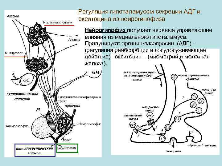 Регуляция гипоталамусом секреции АДГ и окситоцина из нейрогипофиза Нейрогипофиз получает нервные управляющие влияния из