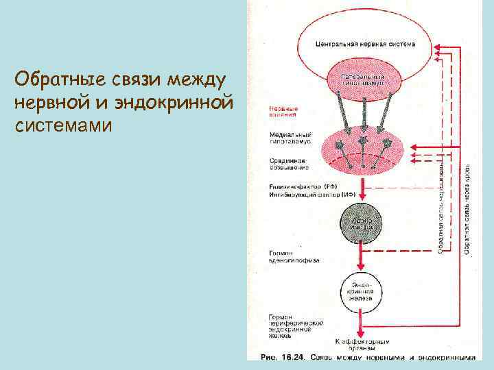 Обратные связи между нервной и эндокринной системами 