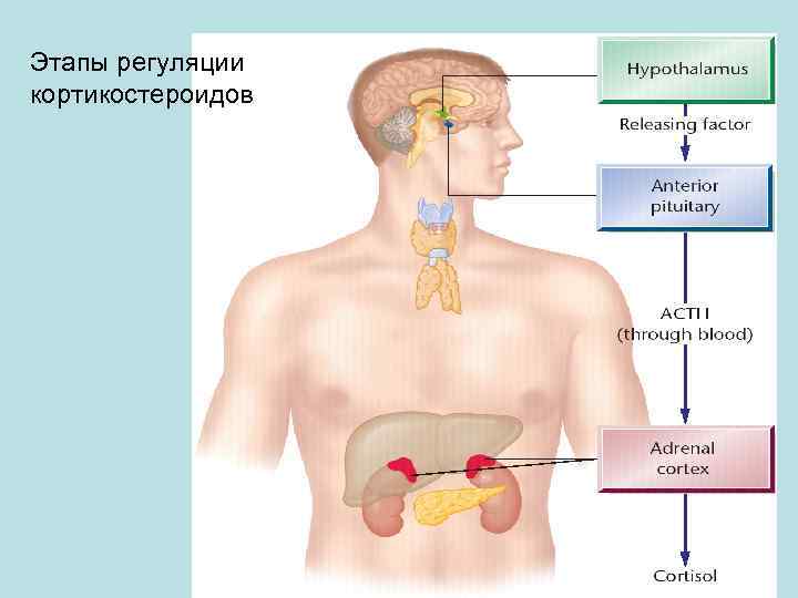 Этапы регуляции кортикостероидов 