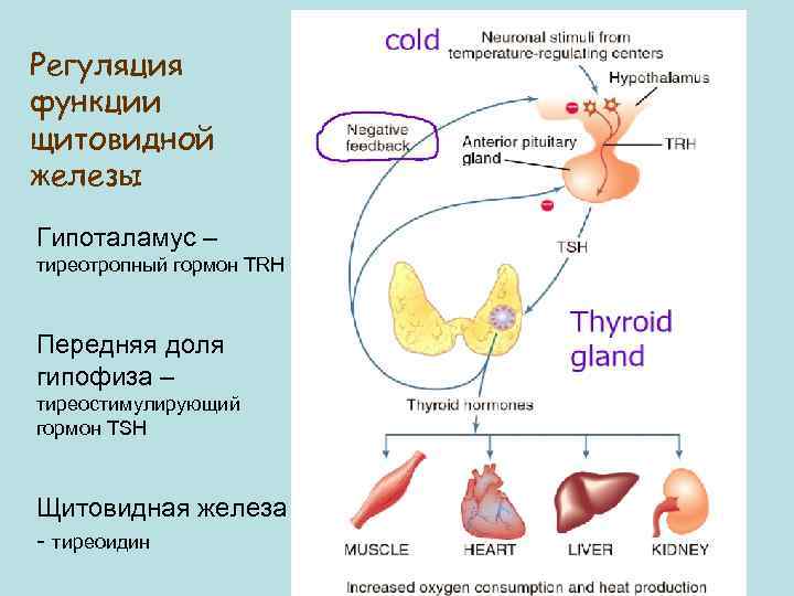 Регуляция функции щитовидной железы Гипоталамус – тиреотропный гормон TRH Передняя доля гипофиза – тиреостимулирующий