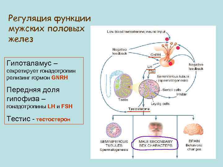 Регуляция функции мужских половых желез Гипоталамус – секретирует гонадотропин релизинг гормон GNRH Передняя доля