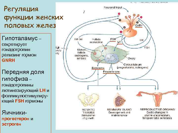 Регуляция функции женских половых желез Гипоталамус – секретирует гонадотропин релизинг гормон GNRH Передняя доля
