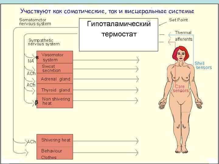 Участвуют как соматические, так и висцеральные системы Гипоталамический термостат 