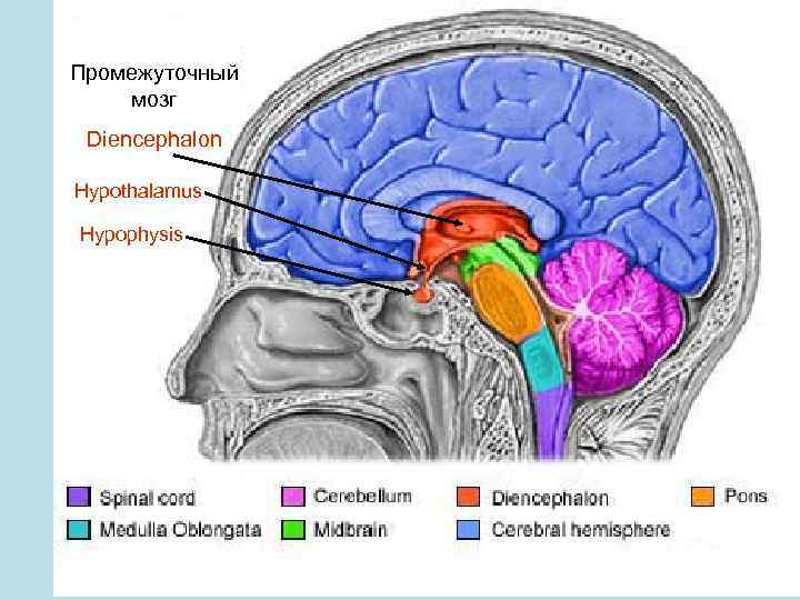Промежуточный мозг Diencephalon Hypothalamus Hypophysis 