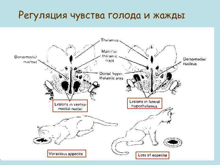 Регуляция чувства голода и жажды 