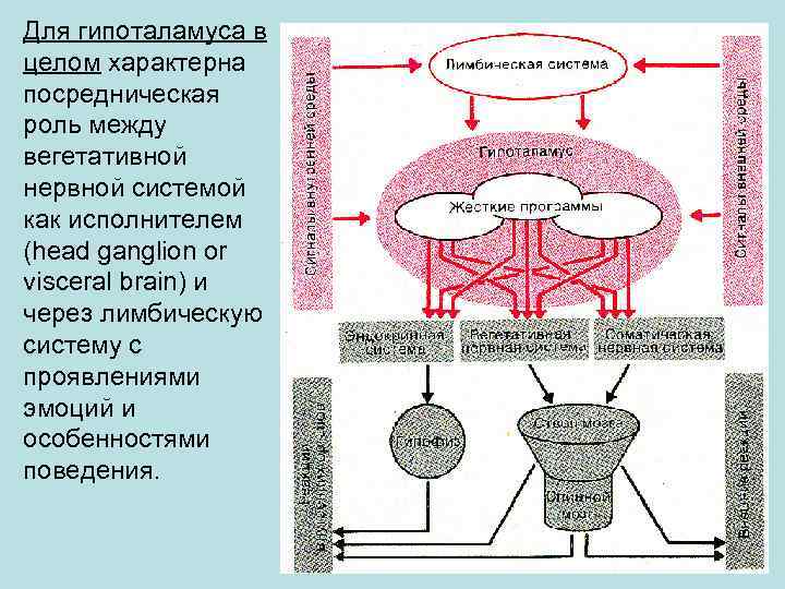 Для гипоталамуса в целом характерна посредническая роль между вегетативной нервной системой как исполнителем (head