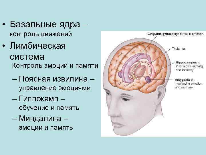  • Базальные ядра – контроль движений • Лимбическая система Контроль эмоций и памяти