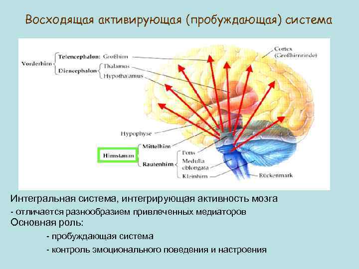 Восходящая активирующая (пробуждающая) система Интегральная система, интегрирующая активность мозга - отличается разнообразием привлеченных медиаторов