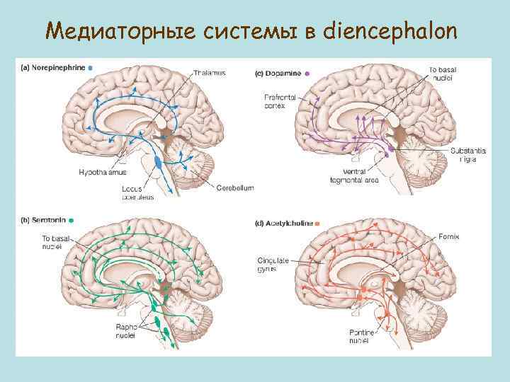 Медиаторные системы в diencephalon 