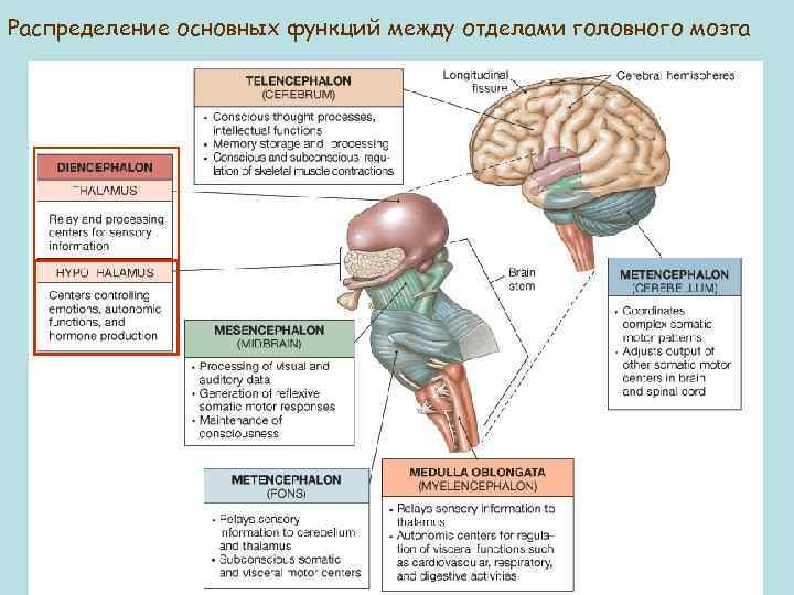 Распределение основных функций между отделами головного мозга 