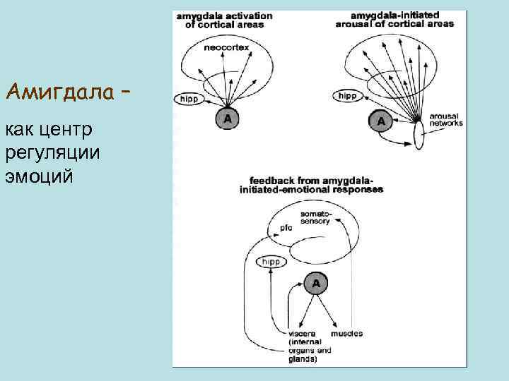Амигдала – как центр регуляции эмоций 