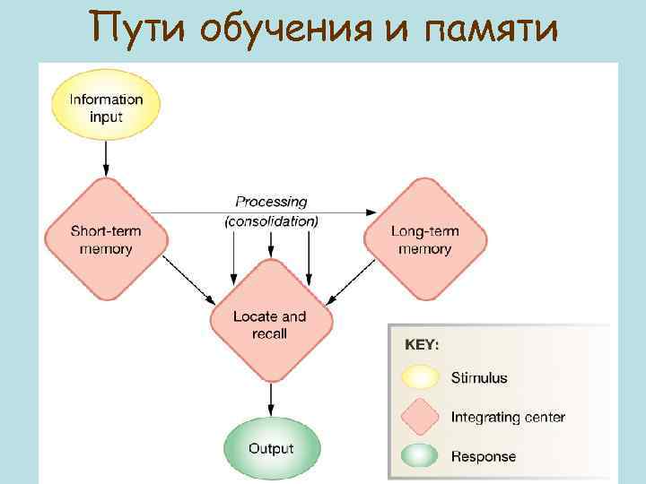 Пути обучения и памяти Figure 9 -22: Memory processing 
