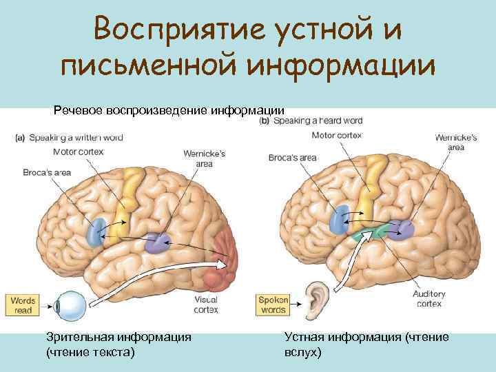 Восприятие устной и письменной информации Речевое воспроизведение информации Зрительная информация (чтение текста) Устная информация