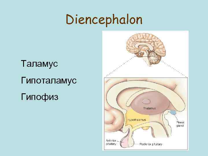 Diencephalon Таламус Гипоталамус Гипофиз 
